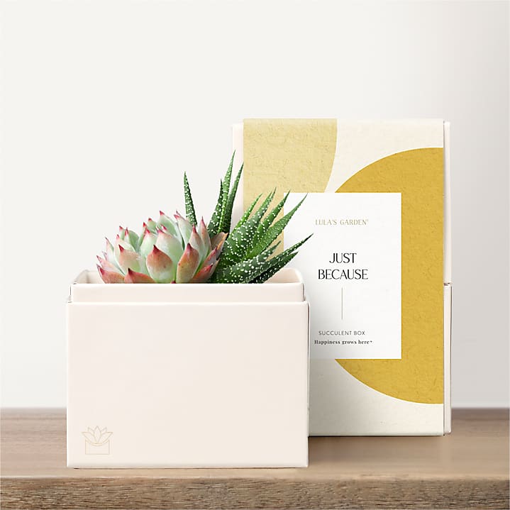 product image for Lula's Garden - Just Because Petite Gardens