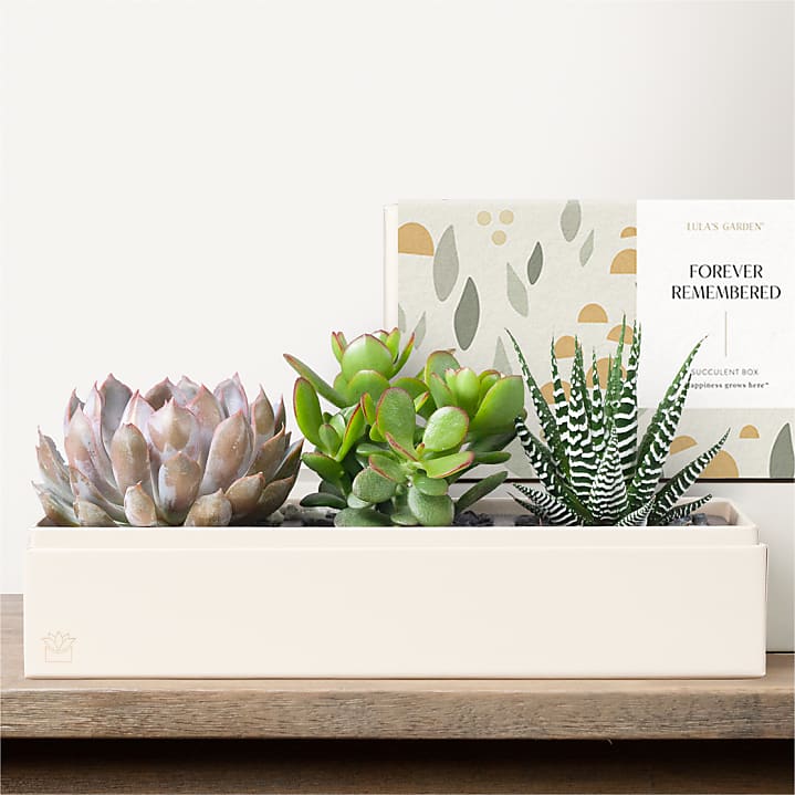 product image for Lula's Garden - Sympathy Deluxe Gardens