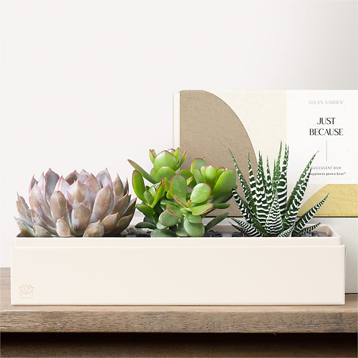 product image for Lula's Garden - Just Because Deluxe Gardens