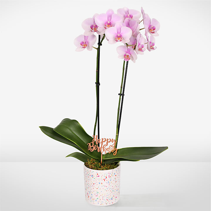 product image for Pink Birthday Bliss Orchid