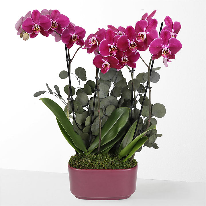 product image for Enchanting Purple Orchid