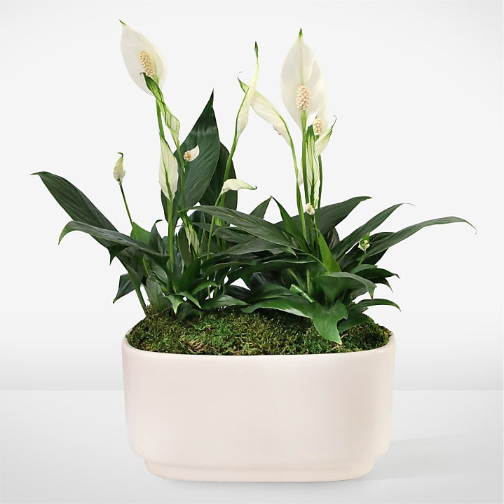 product image for Serene White Peace Lily