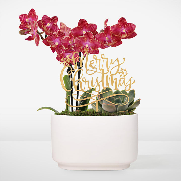 product image for Christmas Orchid Succulent Garden