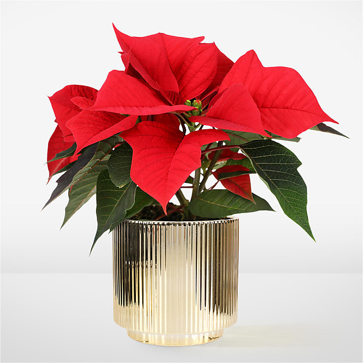 product image for Holiday Red Poinsettia