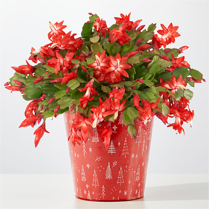 product image for Blooming Christmas Cactus
