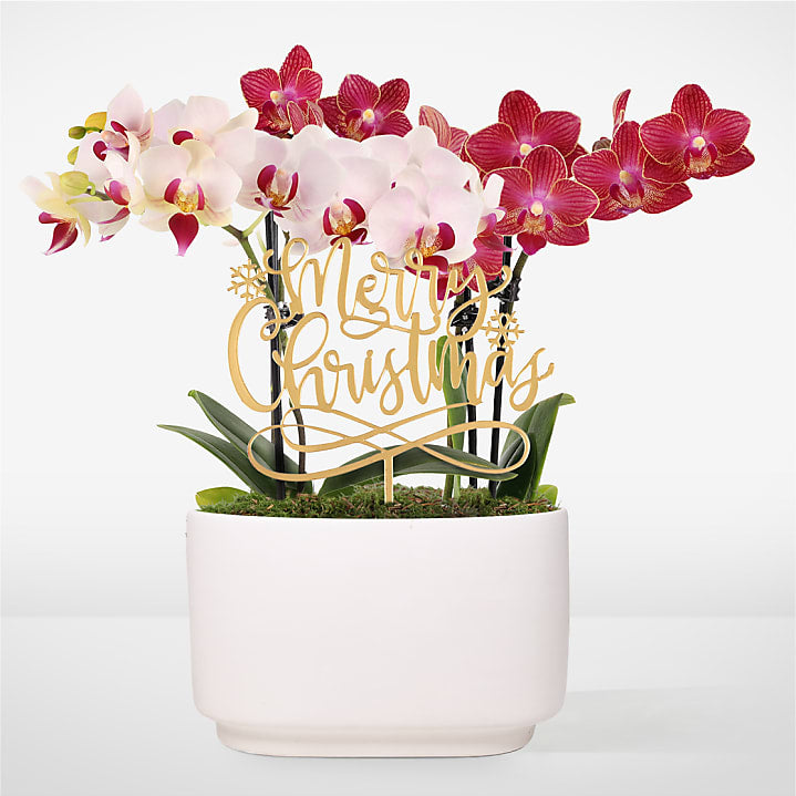 product image for Merry Christmas Orchid Duo
