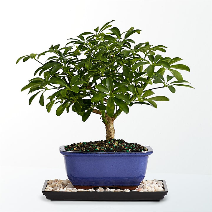product image for Indoor Hawaiian Umbrella Bonsai
