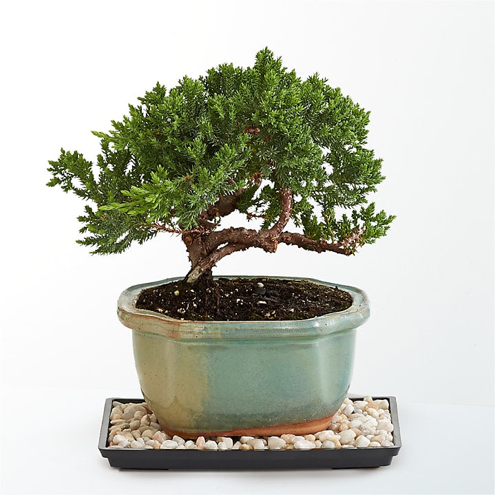 product image for Juniper Bonsai Tree
