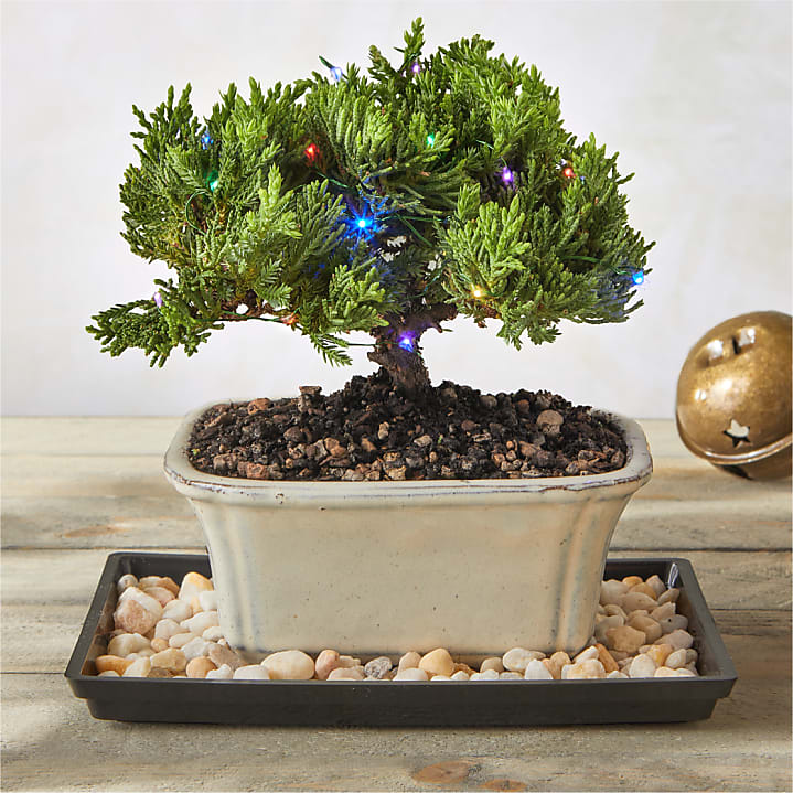 product image for Christmas Bonsai Tree