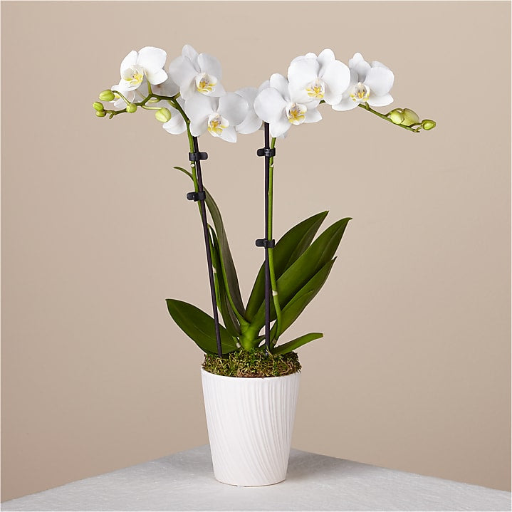 product image for Bliss White Orchid