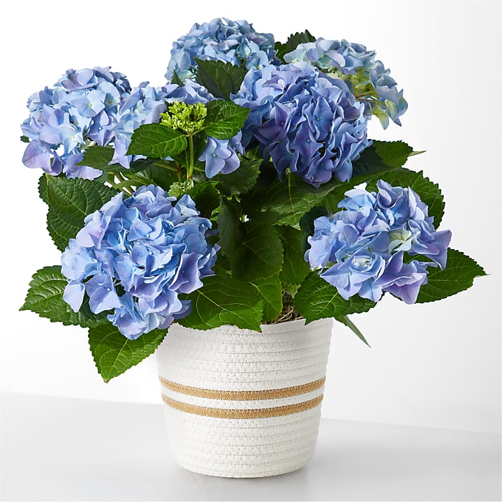 product image for Beyond Blue Hydrangea