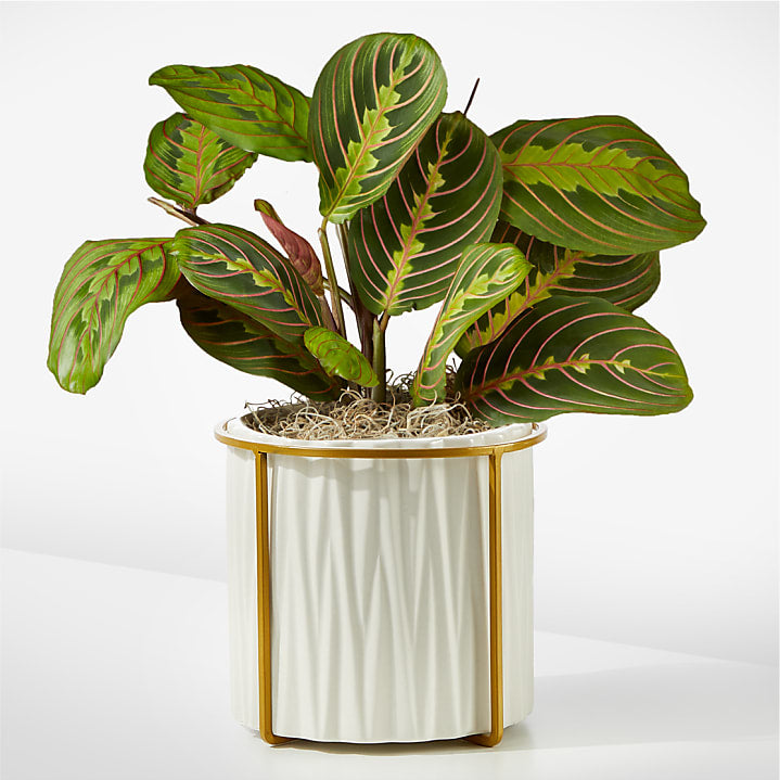 product image for Red Prayer Plant