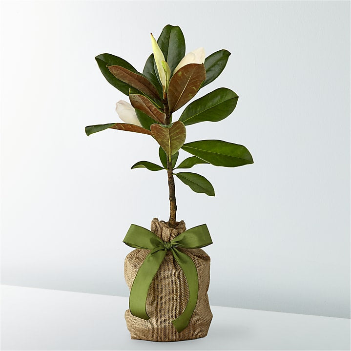 product image for Every Moment Magnolia Tree