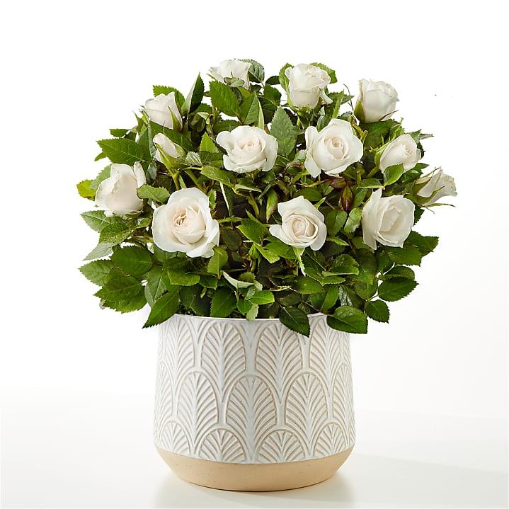 product image for Pure and True White Roses