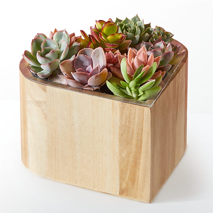 product image for My Heart Succulent Garden