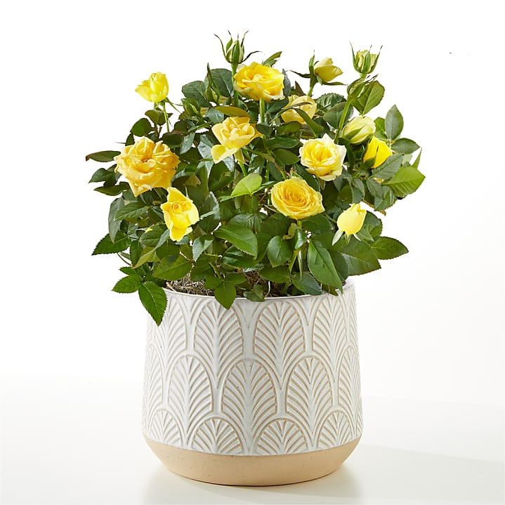 product image for Yellow Mini Rose Plant