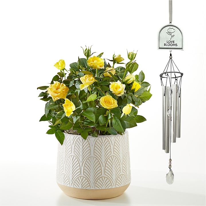 product image for Yellow Mini Rose Plant & Love Blooms Windchime