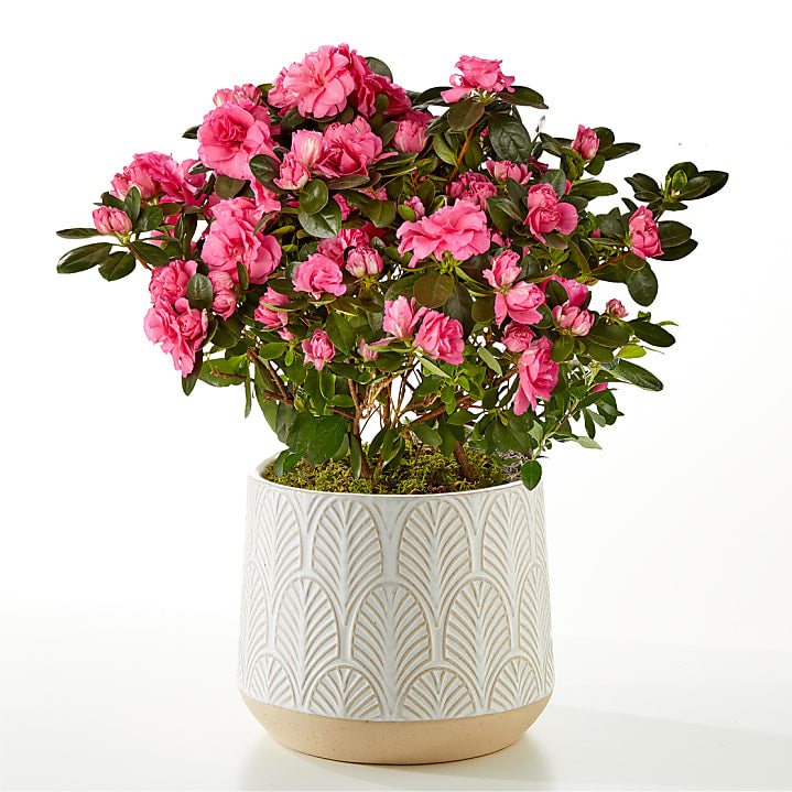 product image for Pink Azalea Plant