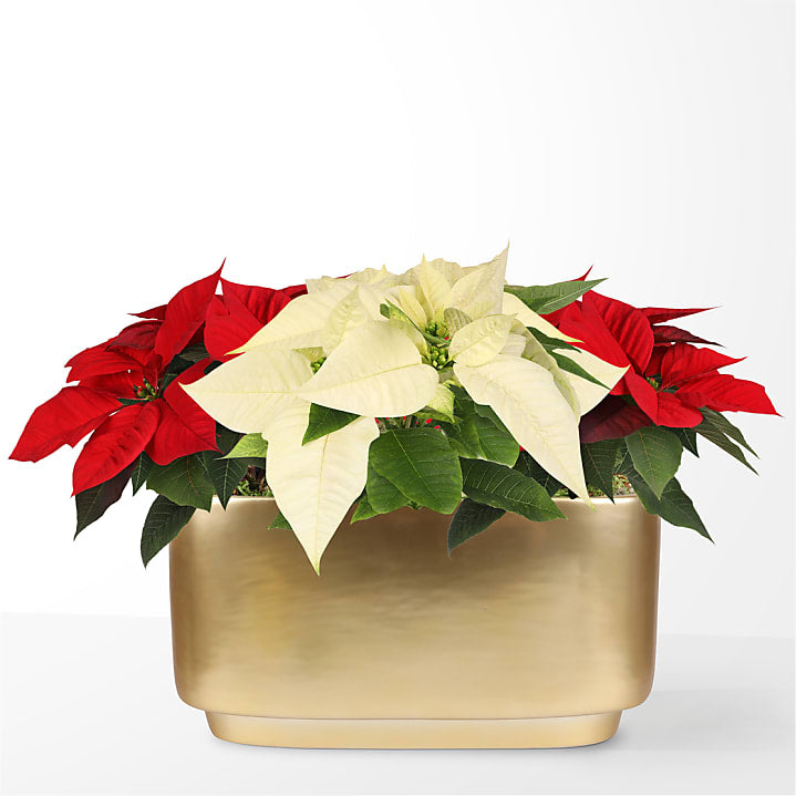 product image for Red & White Bi-Color Sparkle Poinsettia