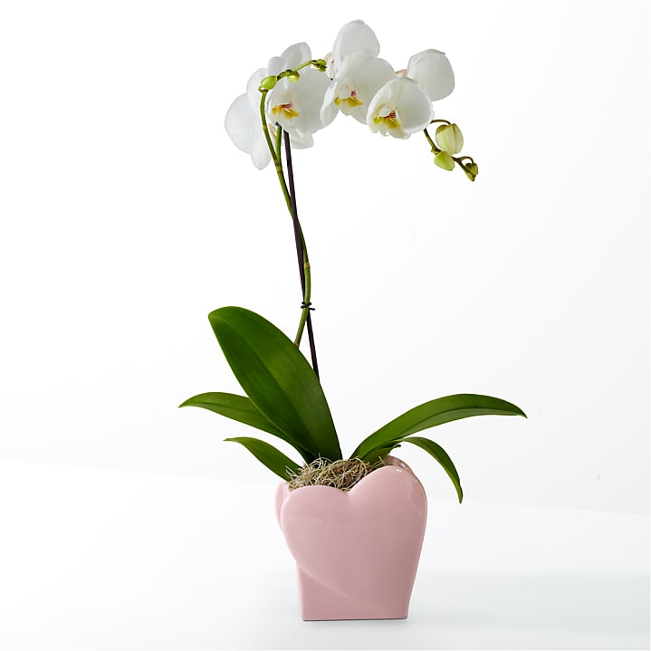 product image for Sweetheart Orchid