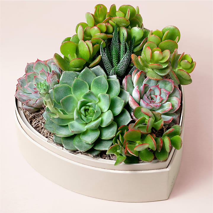 product image for Lula's Heart Garden