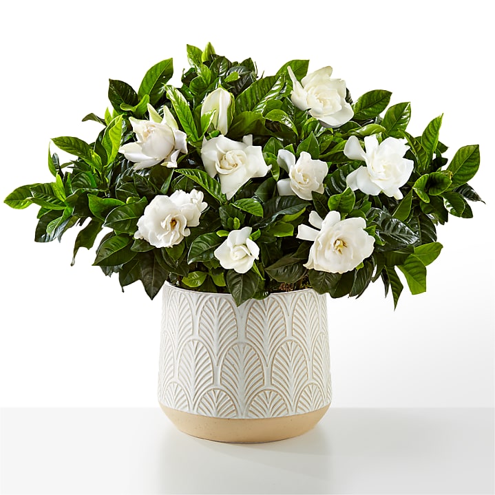 product image for 10" Fragrant Gardenia Plant