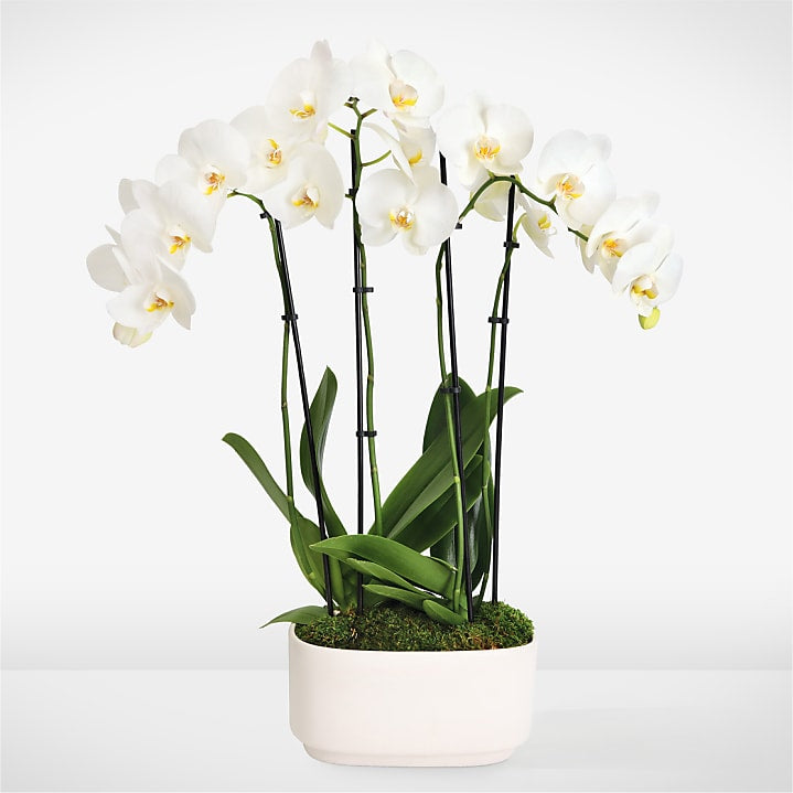 product image for Simple Beauty White Orchid Garden