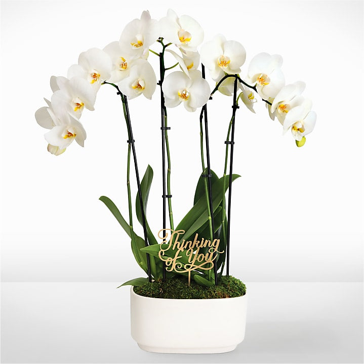 product image for Thinking of You White Orchid Garden