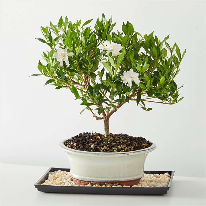 product image for Gardenia Bonsai