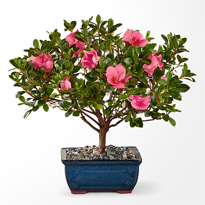 product image for Azalea Bonsai