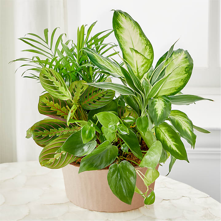 product image for Balance & Harmony Dishgarden