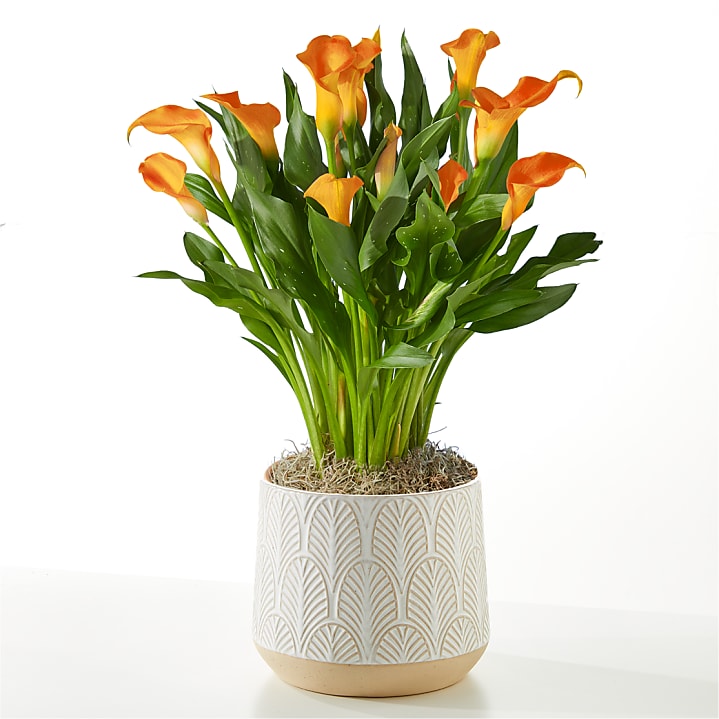 product image for Orange Calla Lily Plant