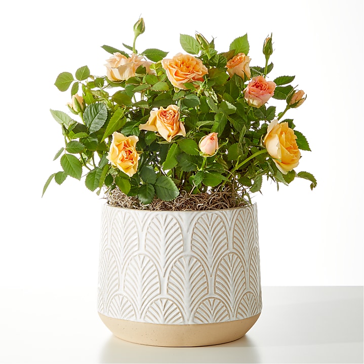 product image for Orange Mini Rose Plant