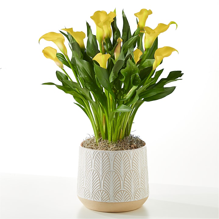 product image for Yellow Calla Lily Plant