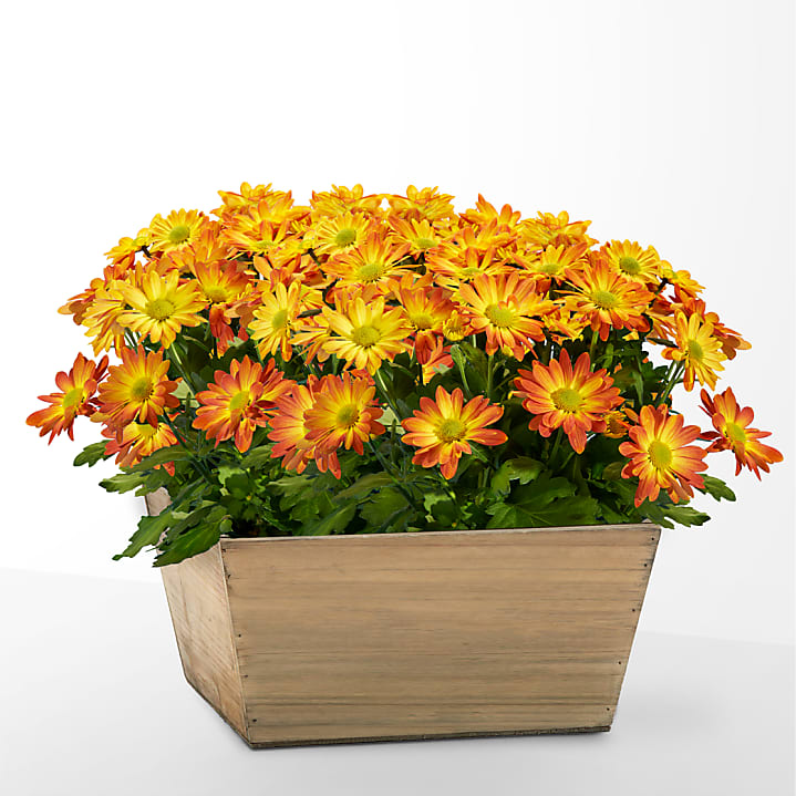 product image for Blooming Bronze Garden