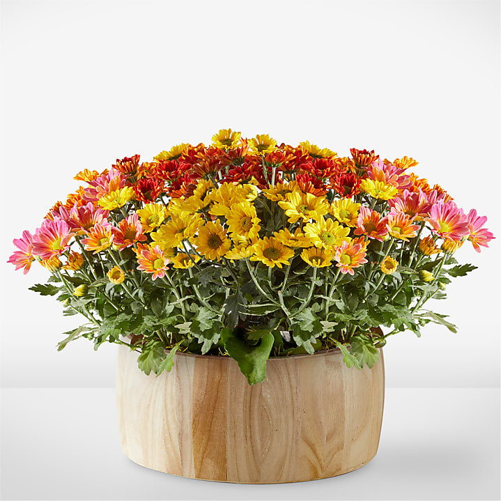 product image for Autumn Garden
