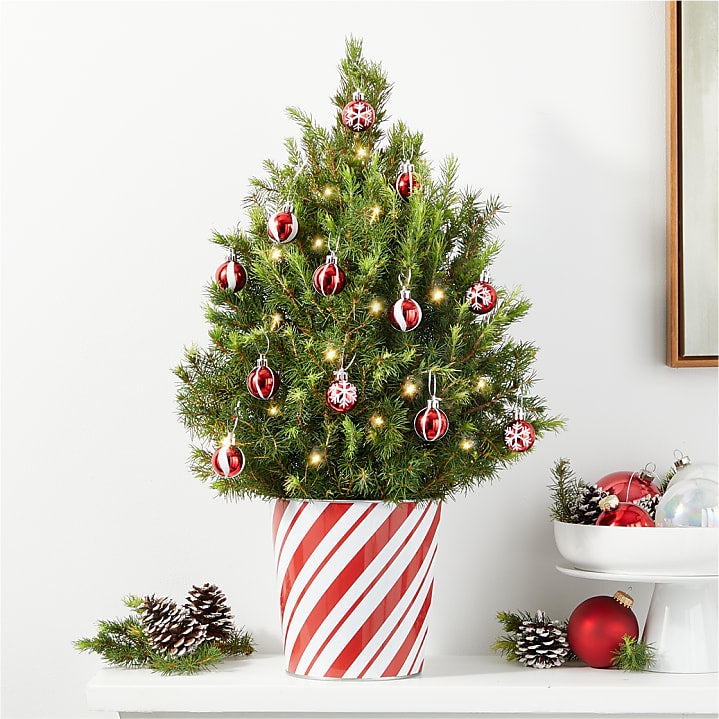 product image for Candy Stripes Mini Tree