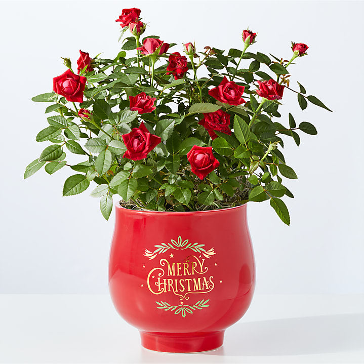 product image for Be Merry Red Rose