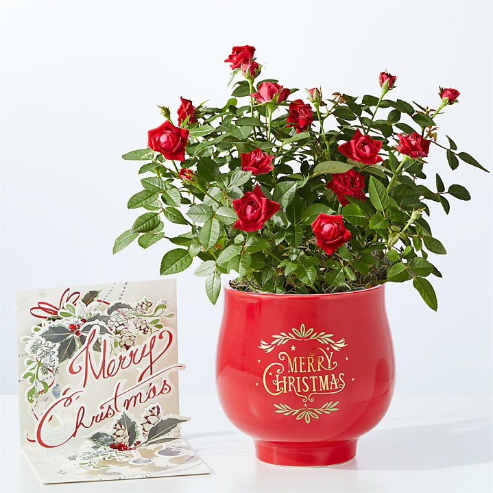 product image for Be Merry Red Rose with Christmas Pop Up Card