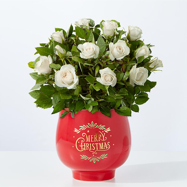 product image for Warm Wishes White Rose