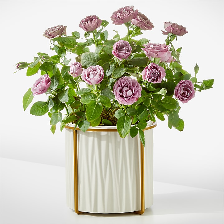 product image for Pure Beauty Lavender Rose