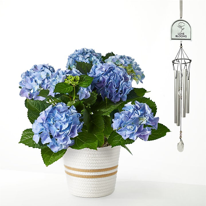 product image for Beyond Blue Hydrangea and Love Blooms Windchime Gift Set