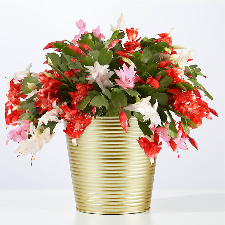 product image for Tri-Color Christmas Cactus