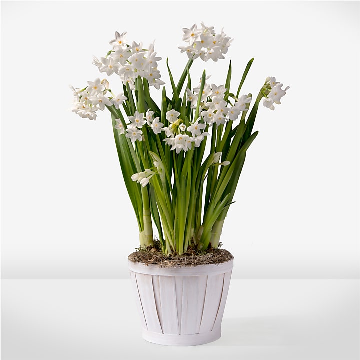 product image for Precious Paperwhite Bulb Garden