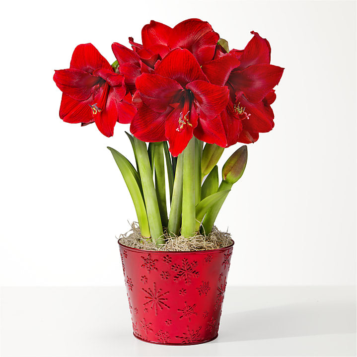 product image for Red Amaryllis Bulb Garden