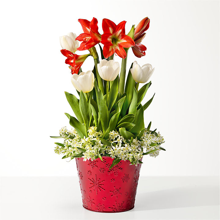 product image for Red and White Bulb Garden