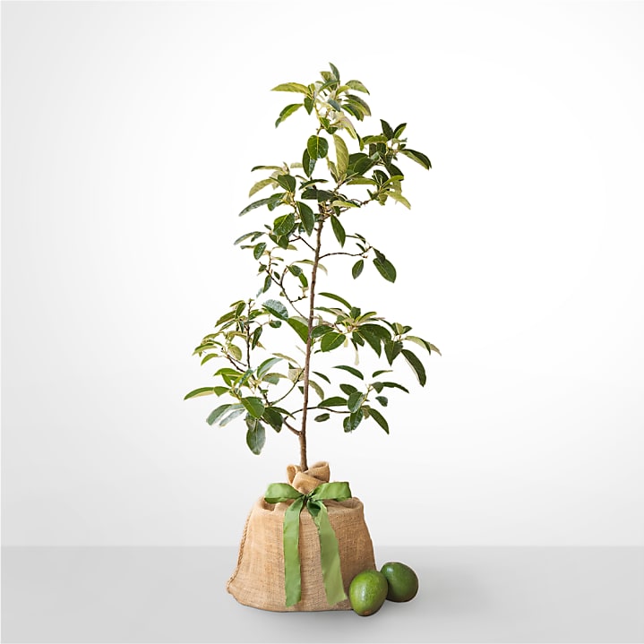 product image for Avocado Tree