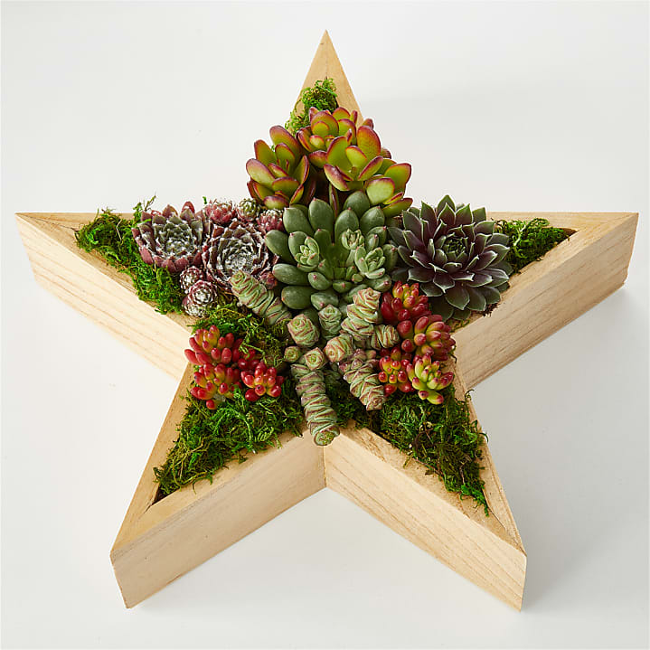 product image for Joyous Star Succulent Garden